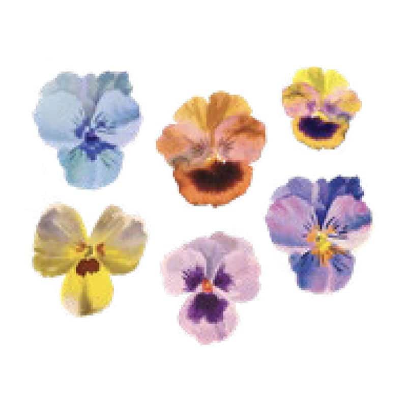 Pansies Tattoo Von Tattly Changemaker