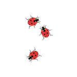 Ladybugs