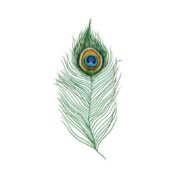 Peacock Feather