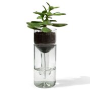 Self Watering Bottle