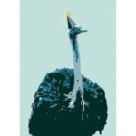 animal ostriche