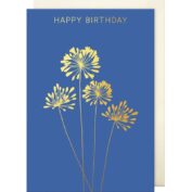 Agapanthus Birthday