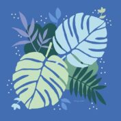 Monstera