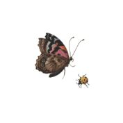 Beetle & Butterfly