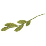 Green Leaves