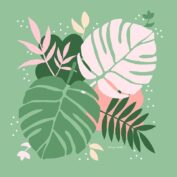Monstera