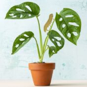 Plant Animal Caterpillar