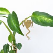 Plant Animal Tree Frog