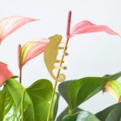 Plant Animal Chameleon