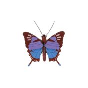 Crysalus Butterfly