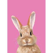 Hase