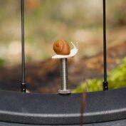Schnecke