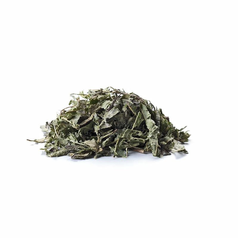 Verbena